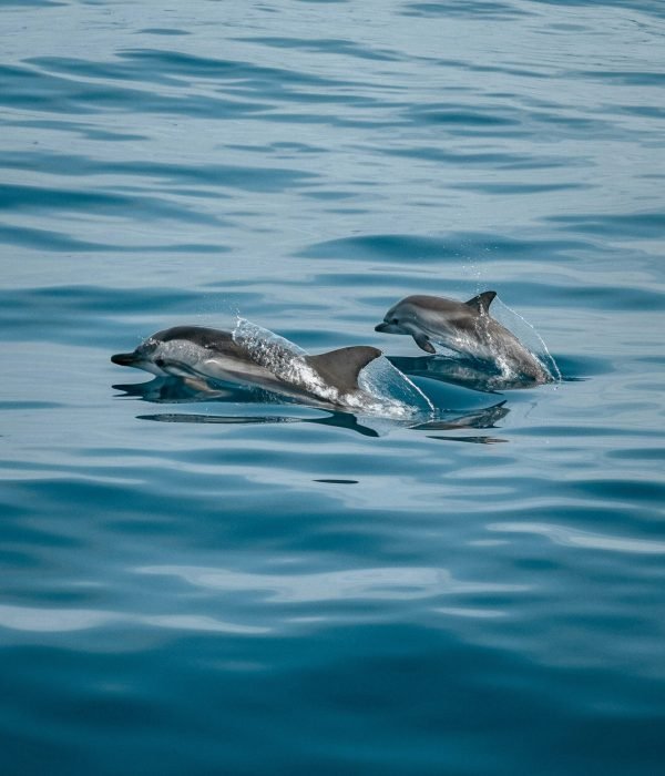 Wild dolphins swimming near a boat during a dolphin watching tour in Oman’s Daymaniat Islands.